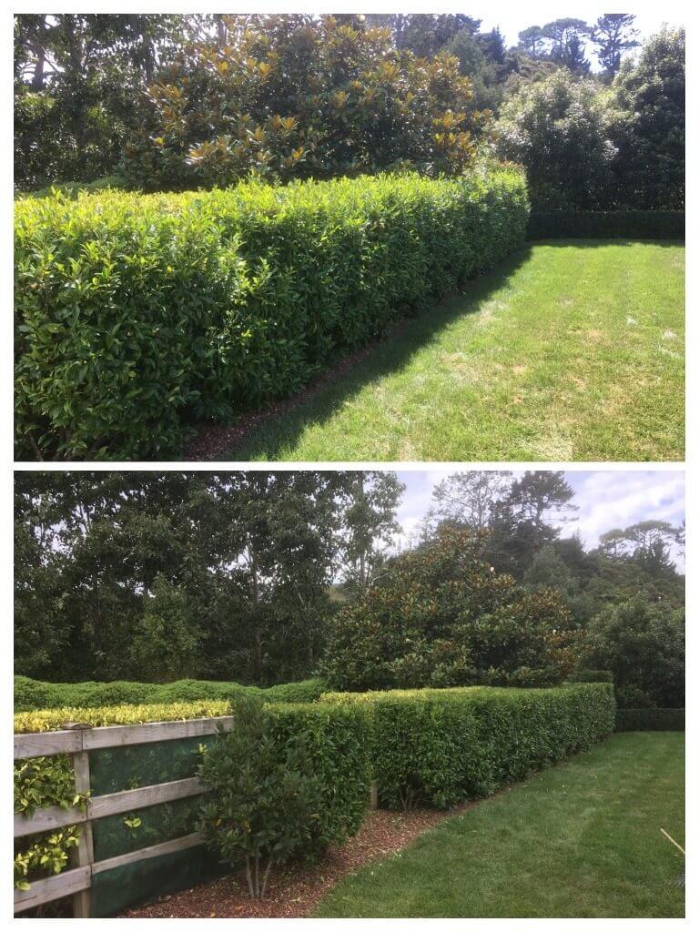 Before & After hedge-trimming photos showing Michelia figo hedge