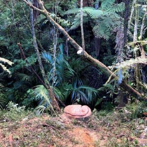 Todd Haskell Arborist Tree Felling Stump