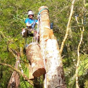 Todd Haskell Arborist Lowering Sections of Cut Tree Stem Within A Confined Area