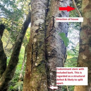 Photo of Tree With A Structural Defect Next To House 
