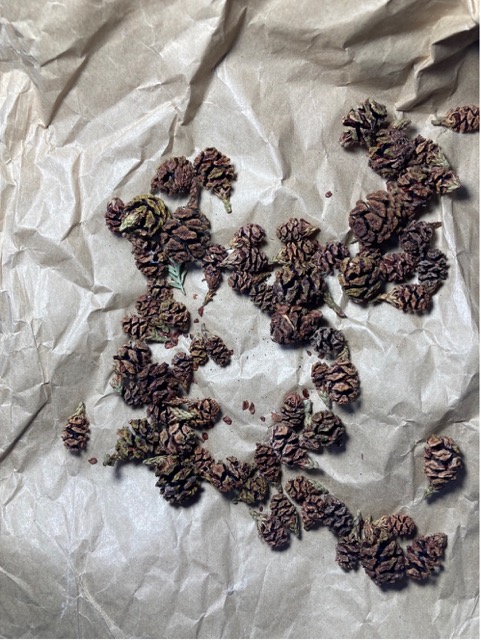 Photo showing a very small sample of seed cones collected after being dried out & releasing seed 