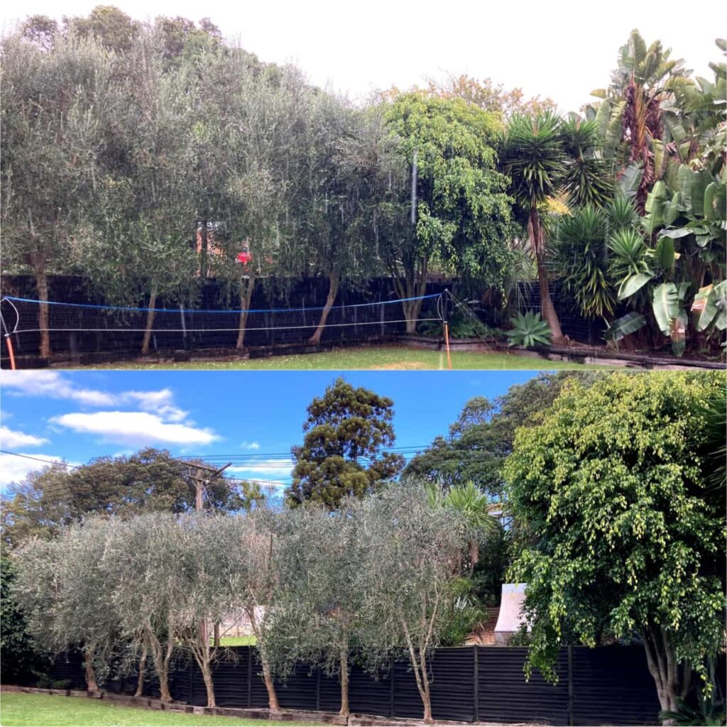 olive tree reduction pruning
