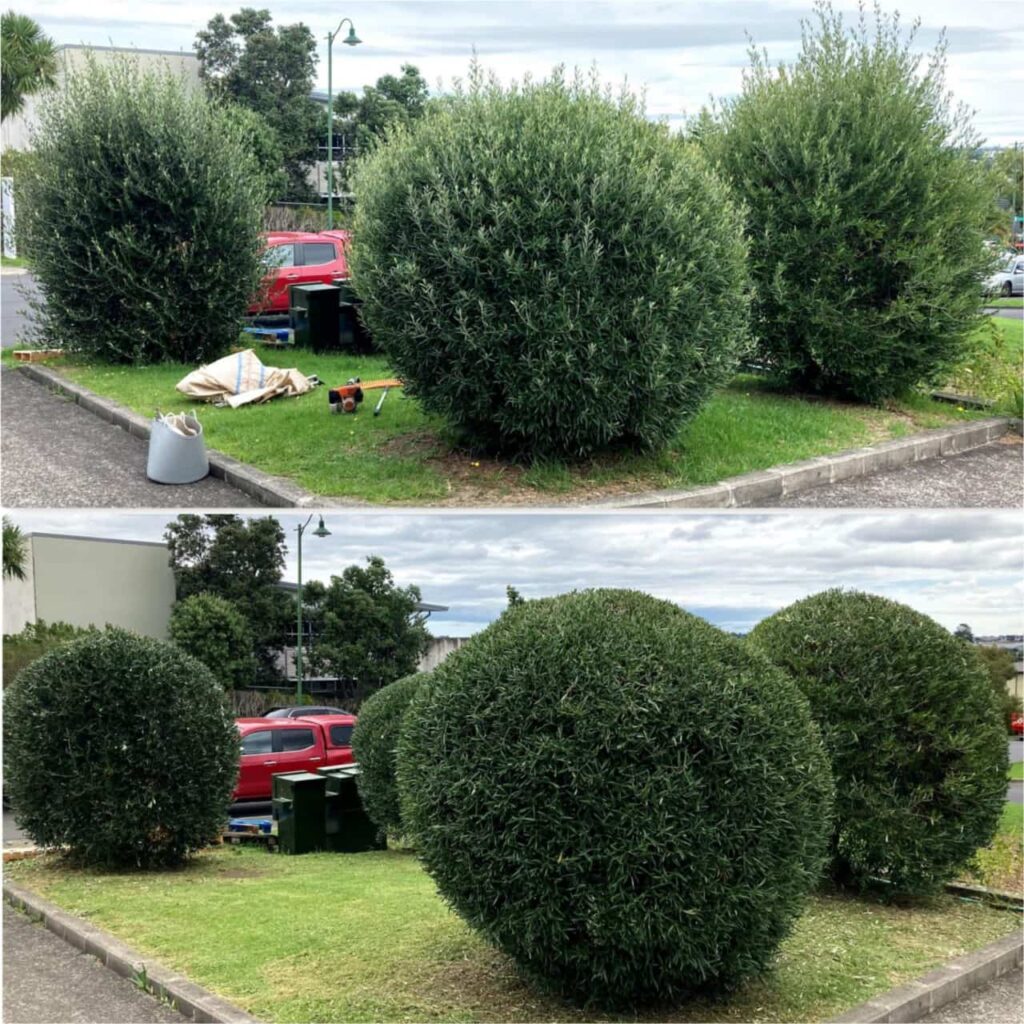 Before & After photos of Todd Haskell Arborist olive tree trimming work in Rosedale