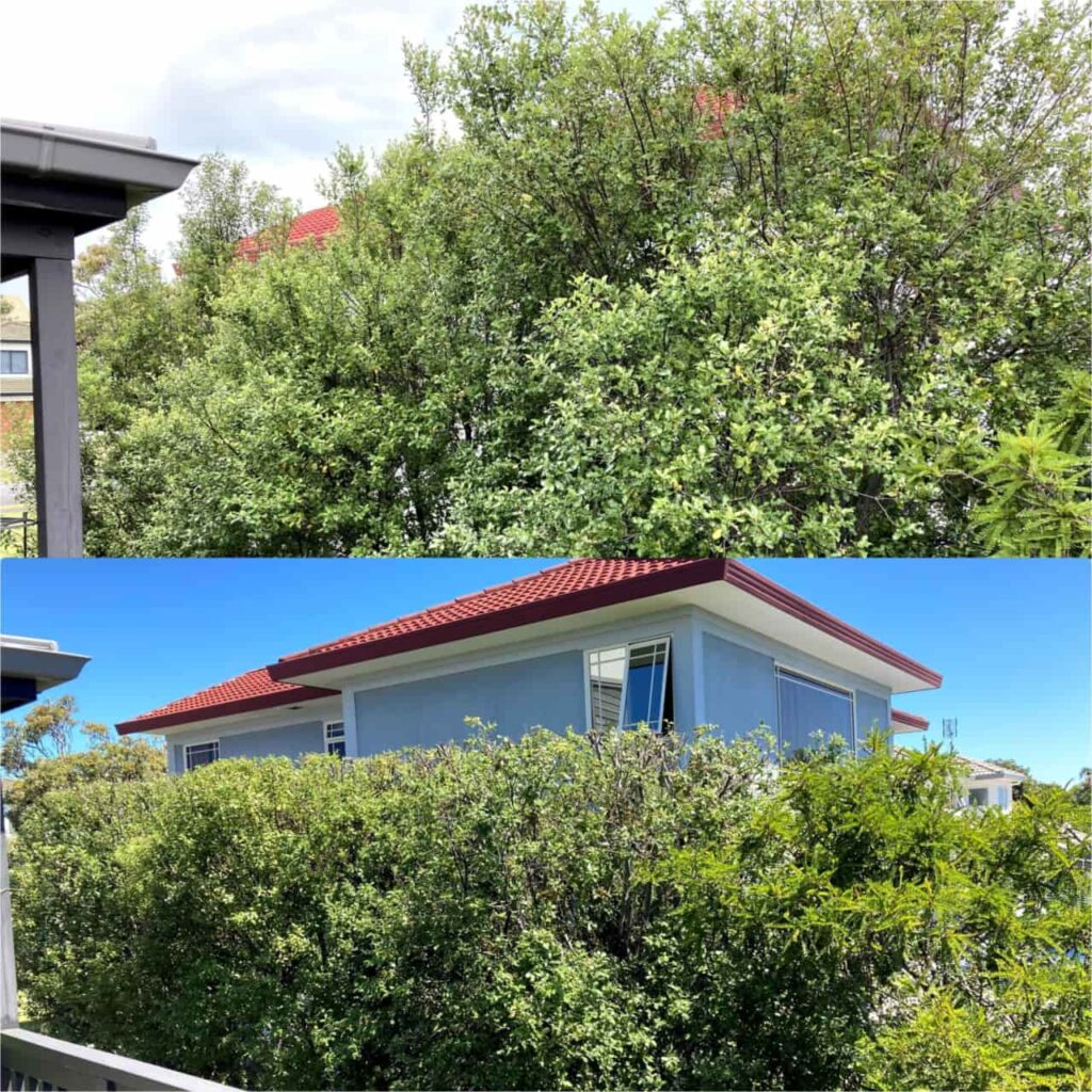 Before & After photo showing Todd Haskell Arborist's work trimming tall pittosporum hedge in Gulf Harbour
